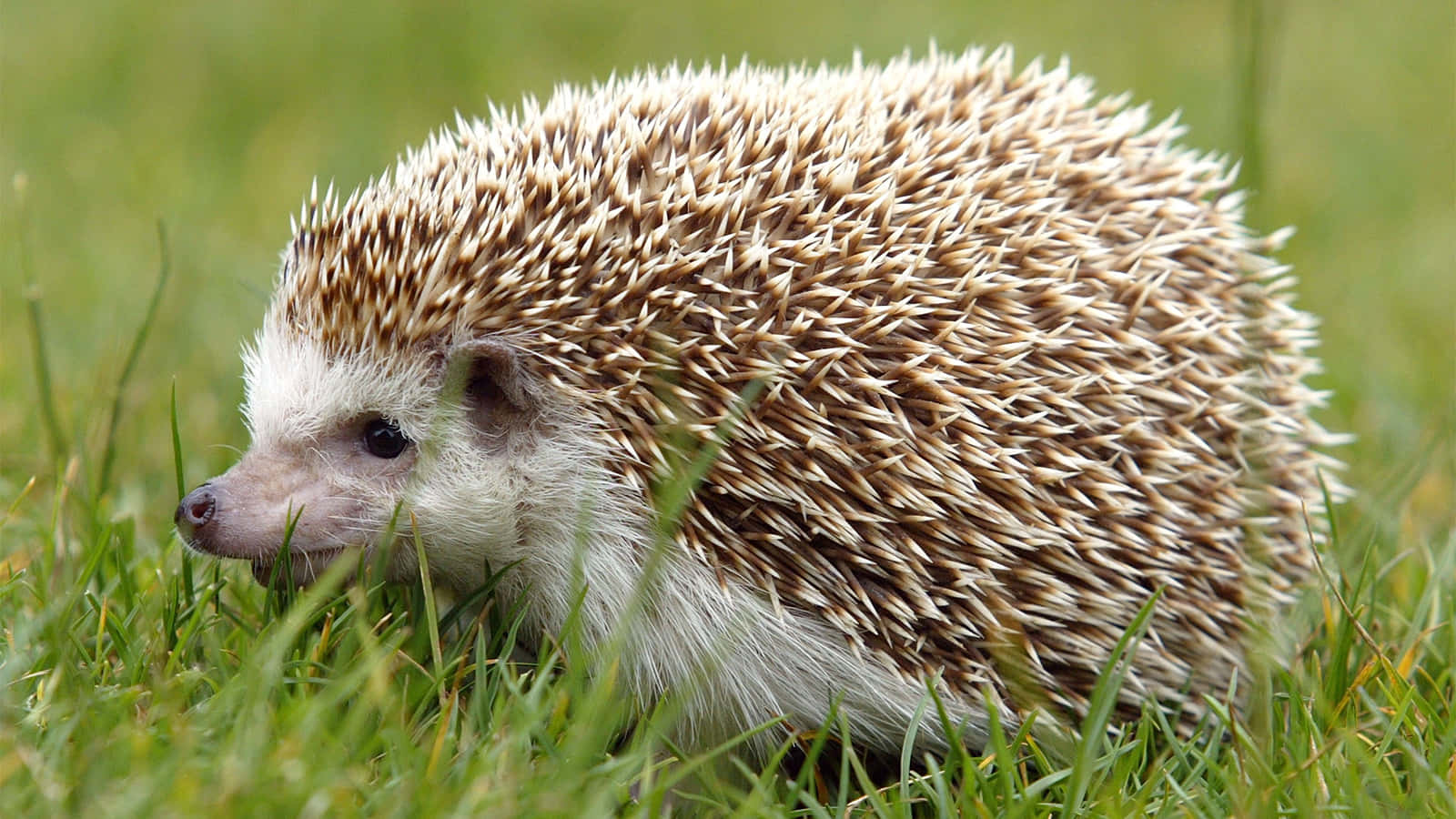 Laden Sie einen Igel in Ihren Garten ein! Erfahren Sie, wie Sie ihm ein Häuschen bauen können