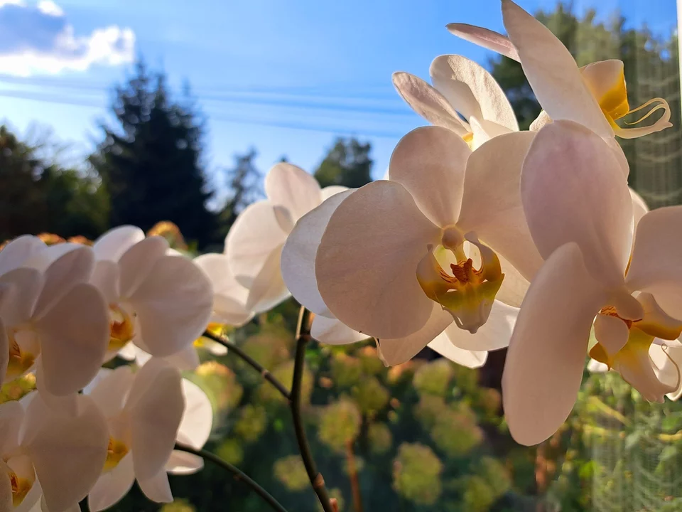 Anstatt zu trinken, gießen Sie es in den Topf. Ein cleverer Trick für Orchideenliebhaber