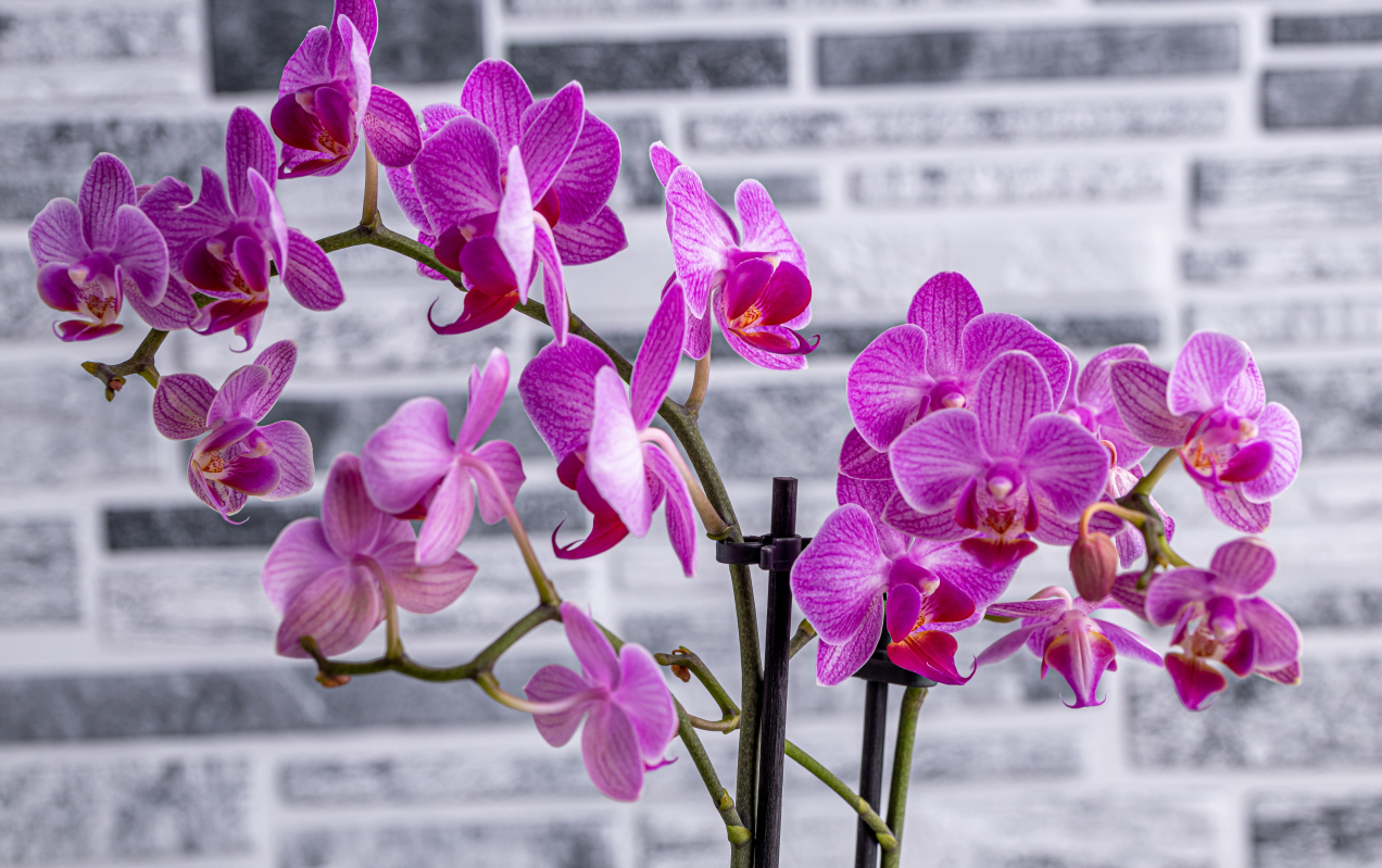 Das ist das Geheimnis schöner Orchideen! Die Knospen wachsen dank einer einzigen Zutat