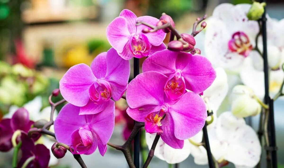 Gießen Sie Orchideen auf diese Weise, und sie werden Sie mit Hunderten von Blüten belohnen! Geheimnisse des Gießens in Rinde, Moos und Blähton