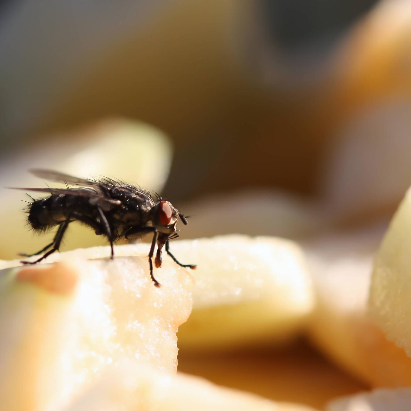 Wie man Fliegen in der Küche mit einem natürlichen und wirksamen Mittel loswird