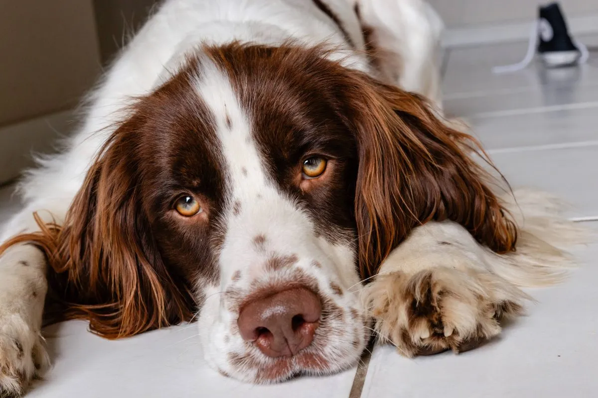 Wie lange darf ein Hund laut Tierschutzbeauftragten allein zu Hause bleiben?