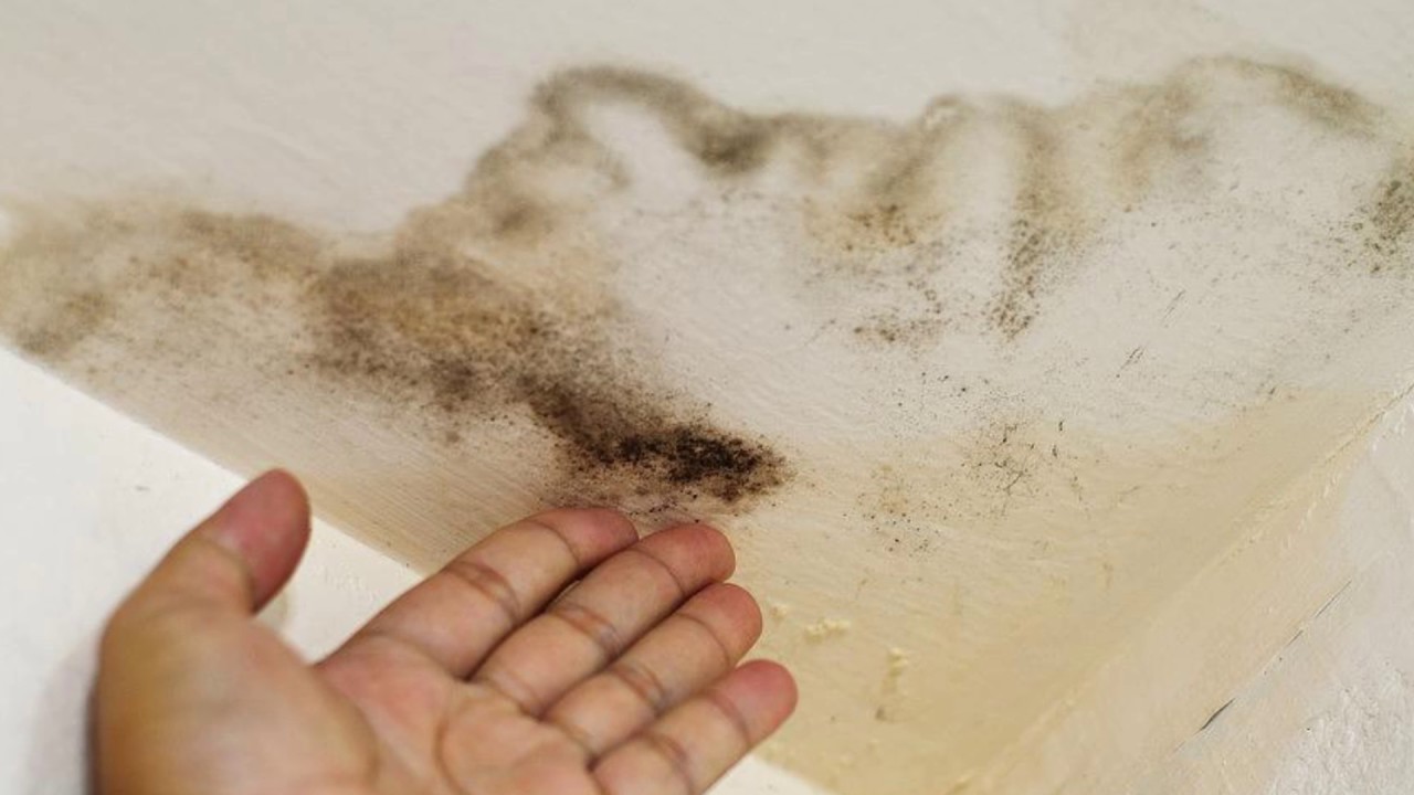 Wie man Schimmel von der Badezimmerdecke entfernt: Das Geheimnis, wie man dies ohne Spritzer und Flecken von Bleichmittel macht