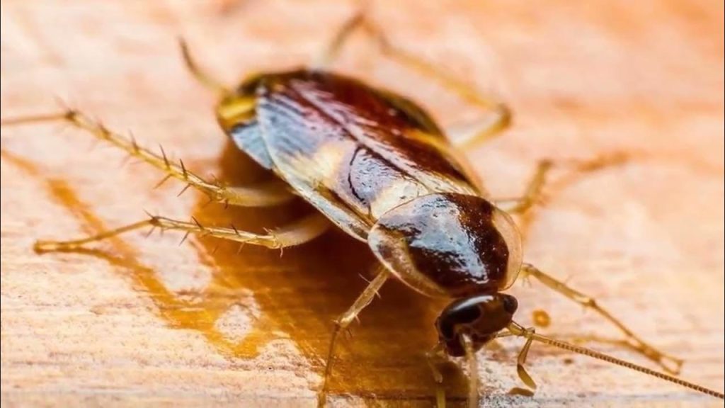 Es befindet sich in Ihrer Küche und ist eine Brutstätte für Kakerlaken: Sie lieben dieses Gerät, das Sie täglich benutzen