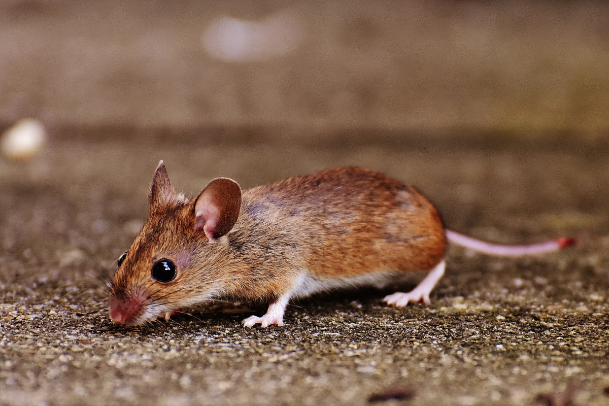 Wie kann man Mäuse im Haus loswerden? Wirksame Empfehlungen, damit Ihr Haus frei von Schädlingen bleibt