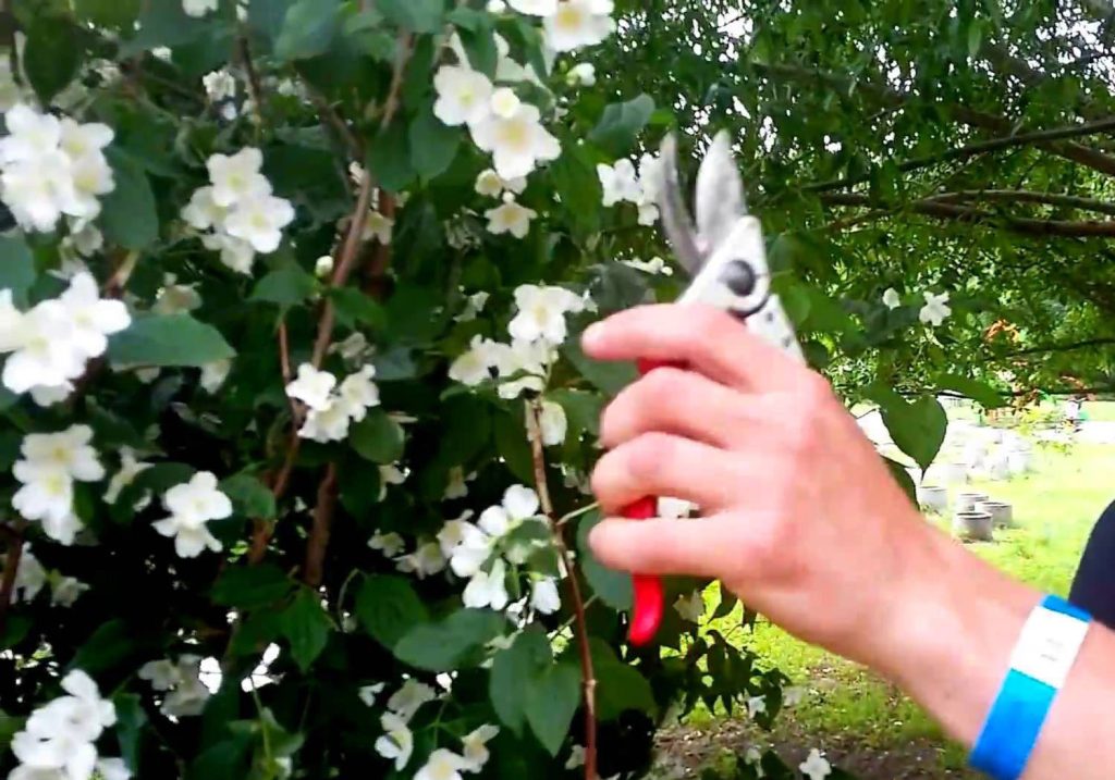 Warum Gärtner empfehlen, Jasminzweige während des Wachstums zu binden
