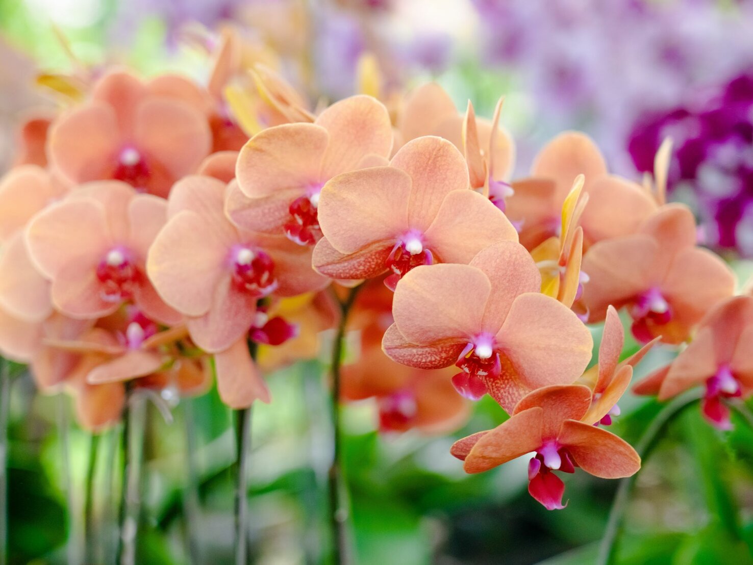 Gießen Sie Orchideen auf diese Weise, und sie werden Sie mit Hunderten von Blüten belohnen! Geheimnisse des Gießens in Rinde, Moos und Blähton