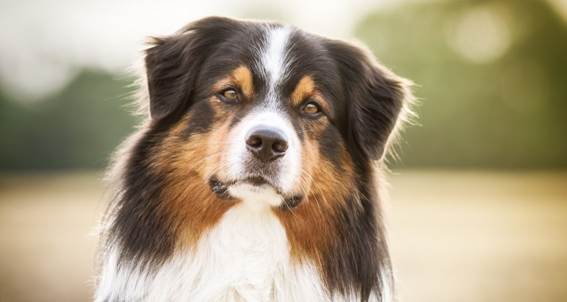 Wie lange darf ein Hund laut Tierschutzbeauftragten allein zu Hause bleiben?