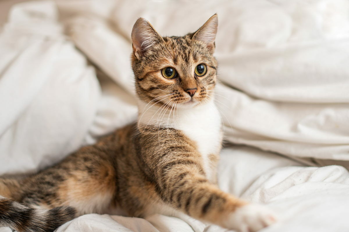 Wie wird das Alter von Katzen laut Experten berechnet?