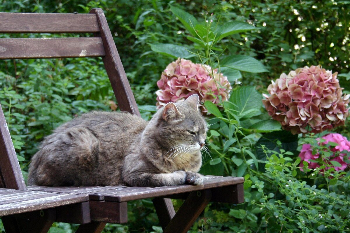 Ein Geruch, den Menschen mögen, Katzen aber nicht: So können Sie verhindern, dass sie Ihren Garten besuchen