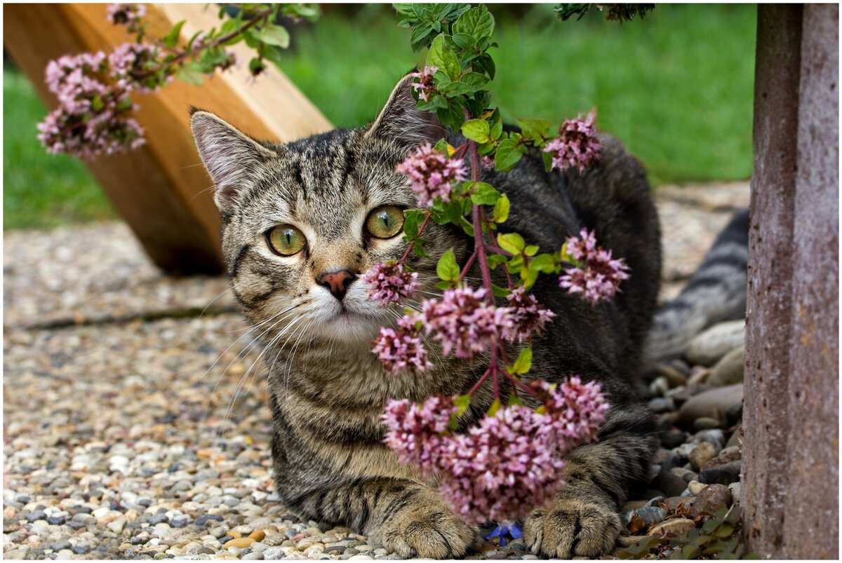 Ein Geruch, den Menschen mögen, Katzen aber nicht: So können Sie verhindern, dass sie Ihren Garten besuchen