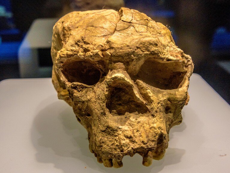 Ein in China gefundener Schädel, der eine Million Jahre alt ist, könnte die Geschichte der menschlichen Evolution neu schreiben