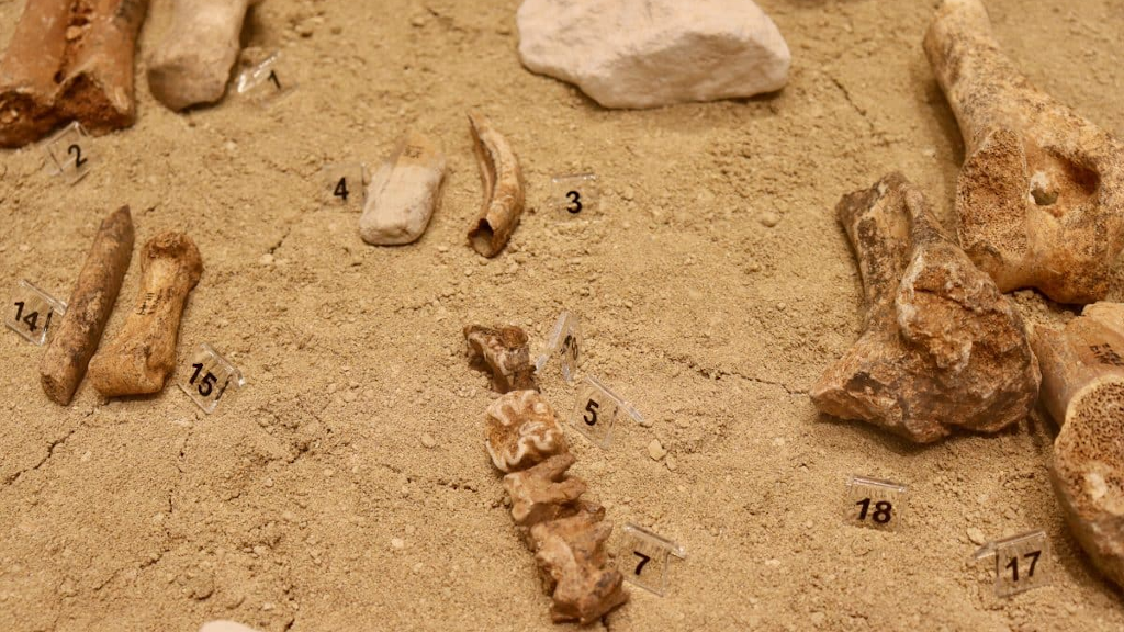 Paläontologie, Überreste eines Zwergelefanten in Sizilien gefunden. Vor etwa 700.000 Jahren auf der Insel