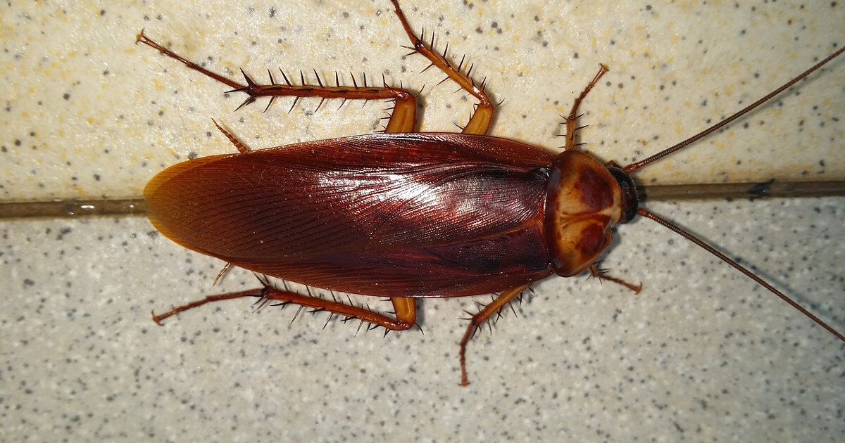 Es befindet sich in Ihrer Küche und ist eine Brutstätte für Kakerlaken: Sie lieben dieses Gerät, das Sie täglich benutzen