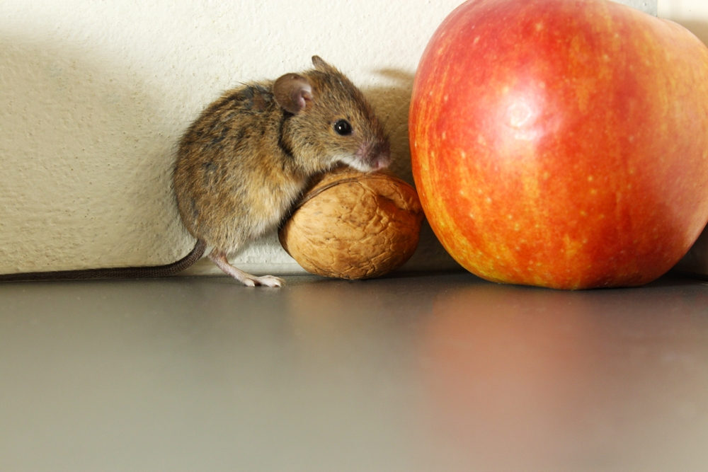 Ein Haus ohne Nagetiere in 48 Stunden! Der Trick mit Knoblauch funktioniert besser als Gift