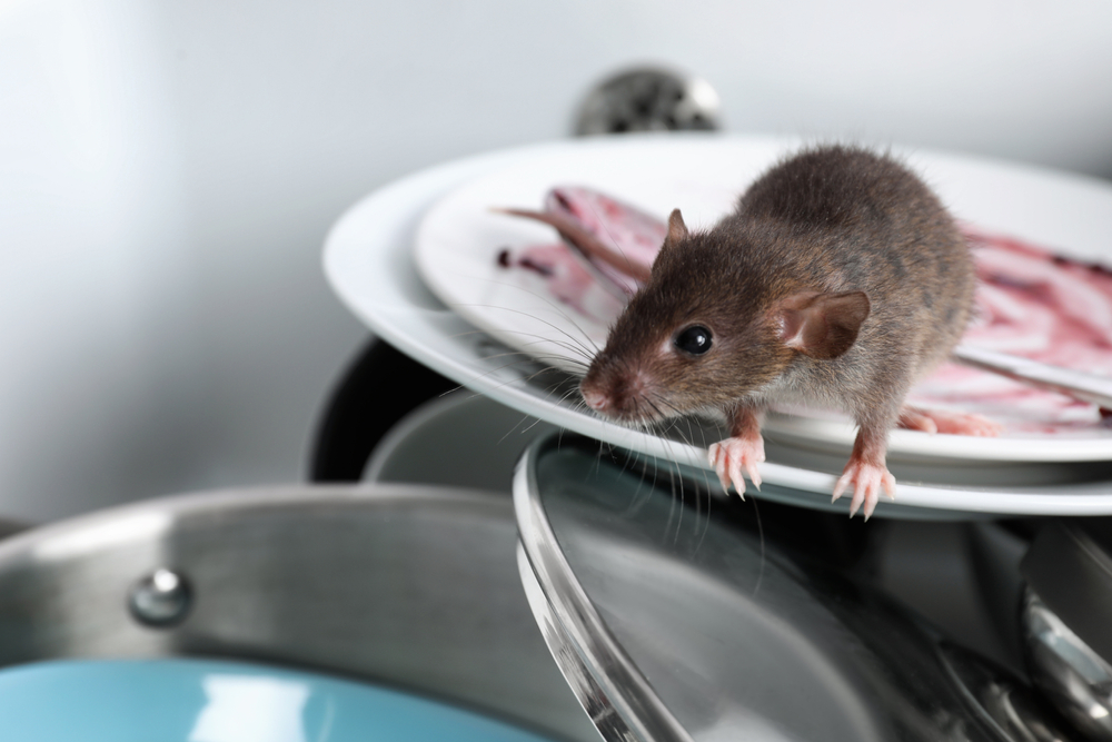 Was tun, wenn sich Mäuse im Haus eingenistet haben? Lösungen und Empfehlungen, wie man sie loswird