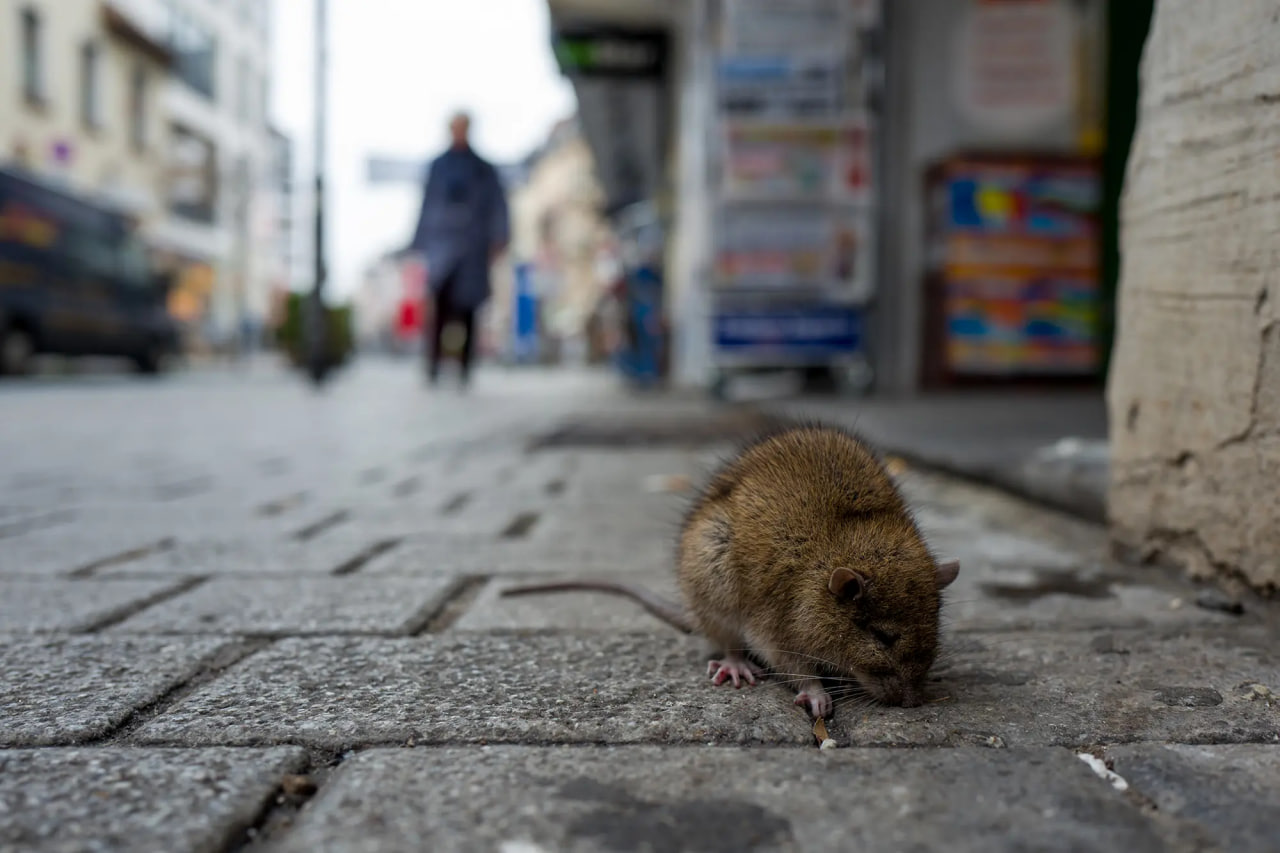 Wissenschaftler enthüllen, wie Ratten in New York ein Kommunikationssystem entwickelt haben
